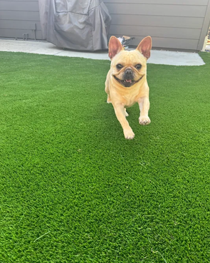 French Bulldog running on lush artificial turf