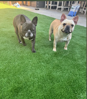 Two French Bulldogs enjoying the artificial turf backyard